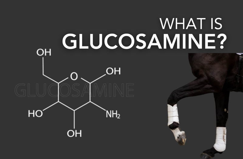 What is Glucosamine? - Equine Science Matters ™